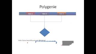 Chrashkurs Genetik  Begriffe  Pleiotropie und Polygenie [upl. by Farrington537]