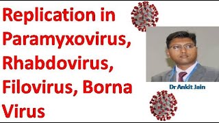 Replication in Paramyxovirus Rhabdovirus Filovirus Borna Viruses [upl. by Moclam466]