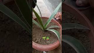 Plantation of Agave angustifolia🪴🌱ytshorts [upl. by Sancho977]