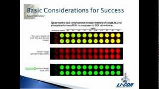 Introduction to InCell Western™ Assays from LICOR Use Odyssey® Imager and Cell Based Assays [upl. by Revned]