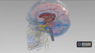 What Causes Migraine Disease 5 Factors in Migraine Neurobiology [upl. by Suitangi]