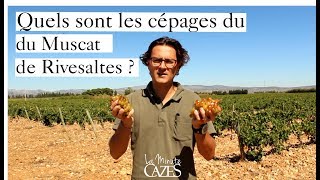 Quels sont les cépages du Muscat de Rivesaltes   La Minute Cazes 2 [upl. by Rehsa672]