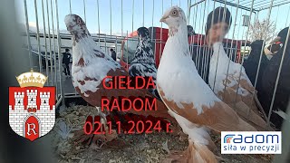 02112024 RADOM  giełda targ gołębi [upl. by Adnwahsat]