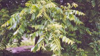 Juglans cinerea [upl. by Eniamraj]