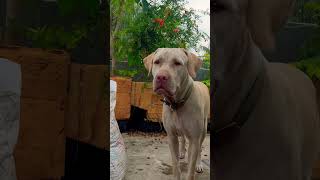 pets alangu doglover bullykutta pakistanibullykutta youtubeshorts viralvideo [upl. by Namharludba]