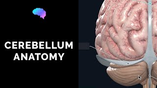 Anatomy of the Cerebellum 3D Anatomy Tutorial  UKMLA  CPSA [upl. by Ltsyrk132]