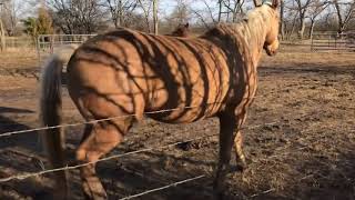 Buddy Horse Broke The Gate amp Got In Trouble  Strengthening Gate Latch [upl. by Hueston]