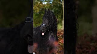 DIESES PFERD 🖤 equestrain subscribe рекомендации лошади riding pferd horse amazing fyp [upl. by Ahcmis]