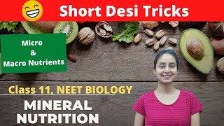 Mineral Nutrition in Plants  NEET  Mechanism of Absorption of Nutrients  Neela Bakore Tutorials [upl. by Marysa680]