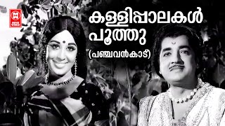 Kallipalakal Poothu  Panchavankaadu  Vayalar Ramavarma  KJ Yesudas  Sheela  Malayalam Old Song [upl. by Yves336]