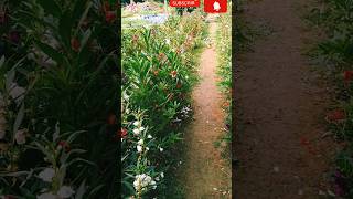 Colourful path😍gardening aesthetic youtubeshorts viralshorts ytshorts ❤️ [upl. by Sucramaj]