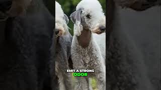 5 Tips for Grooming Bedlington Terriers [upl. by Briney411]