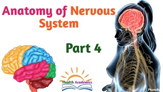 Anatomy of Nervous System Cerebrum Supportive and Updated Video with Amharic Speech Part 4 [upl. by Lot379]