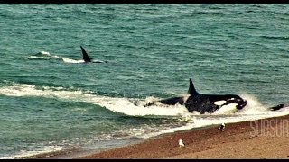 ORCAS ATACAN  CHUBUT Peninsula de Valdes Patagonia Argentina SubSur [upl. by Aimas]