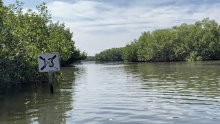 13  Kayaking Weedon Island [upl. by Jacquie]