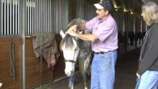 Horse Massage Releasing the Horses Poll Using HeadDown Technique using the Masterson Method® [upl. by Naujak]