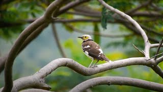 Blackcollared Starling Call birds birdsounds [upl. by Amersham]