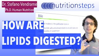 How Are Lipids Digested [upl. by Carmelle]