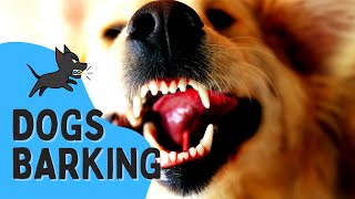 REAL Barking Dog Sounds  Woof Woof  Live Dogs Barking [upl. by Raven]