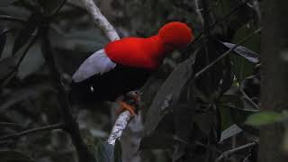 GALLITOS DE ROCA Rupicola peruvianus  ANDEAN COCK OF THE ROCK  Refugio Paz de Las Aves ECUADOR [upl. by Okimuy]