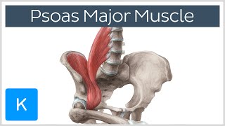 Latissimus Dorsi  Muscle Anatomy [upl. by Dehlia]