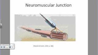 Physiology of a Muscle Contractionwmv [upl. by Uphemia236]