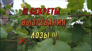 Cекреты вызревания лозы Виноградник Вадима Точилина [upl. by Carie890]