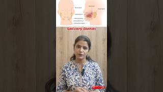 Salivary Glands Explained Types Functions and Ducts  Parotid Submandibular amp Sublingual Glands [upl. by Yeaton]