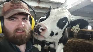 Checking on Our Holstein Heifers [upl. by Gelasius]