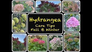 Hydrangea Care Tips for Fall and Winter [upl. by Ellehsram]