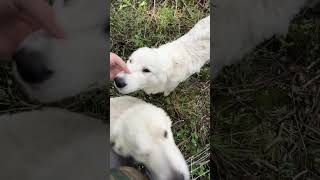 Sneaking up on my Maremma livestock guardian dogs Spike amp Luna [upl. by Hammerskjold]