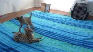 Serval kittens POINT OF VIEW angleAfrican Serval leptailurs servalPure Blood [upl. by Gaulin621]