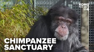 Photographer Alex Bogaard partners with Chimpanzee Sanctuary Northwest [upl. by Doherty]