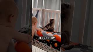 CAT pretended to be a TOY so that a kid wouldnt touch him [upl. by Angle]