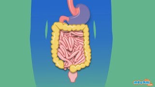 The Digestive System  Human Body Parts  Science for Kids  Educational Videos by Mocomi [upl. by Itisahc237]