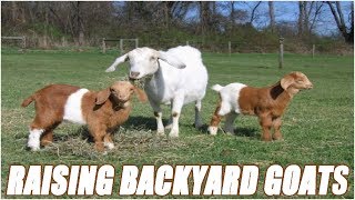 Raising Backyard Goats For Beginners [upl. by Yrag570]