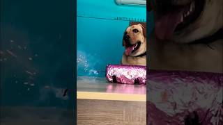 Diwali 🤣Revenge Kandipa twist iruku🤣🤣🤣watch till end🤣🤣labrador doglover goldenretriever [upl. by Merth]