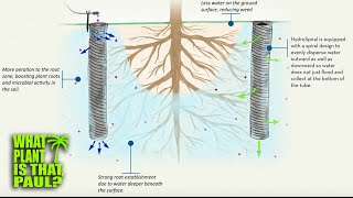 HEALTHIER PLANTS with DEEP ROOT WATERING using the VermisTerra HydroSpiral AMAZING PRODUCT [upl. by Lateh190]