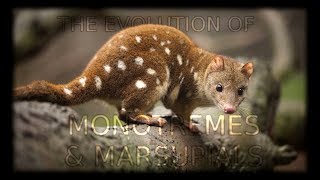 The Evolution of Monotremes and Marsupials 🦘 [upl. by Ainomar]