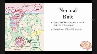 Cerebral Blood Flow Cerebrospinal Fluid and Brain Metabolism [upl. by Kissie]