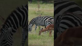 Mamífero mais numeroso da África serengeti tanzania gnu zebra [upl. by Kcam447]