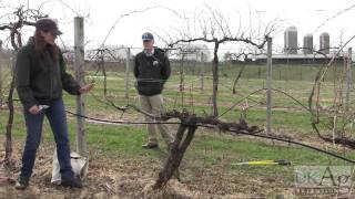 Grape Vine Pruning Demonstration [upl. by Ntsud658]