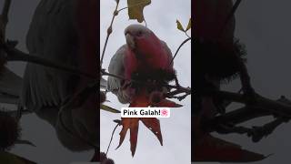 Galah Cockatoo Sounds [upl. by Hildegaard]