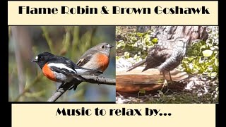 Flame robin and Gosshawk Music and Birds No2 2 [upl. by Davidoff645]