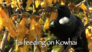 Tui Bird Close Up Feeding in New Zealand [upl. by Inalem]