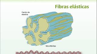 5 Fibras Reticulares y Elásticas [upl. by Yereffej]