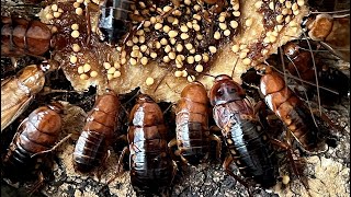 Blatta lateralis red runner cockroach eating [upl. by Aldredge815]