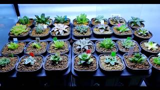 A Haworthia Collection 2018 [upl. by Ahsinahs]