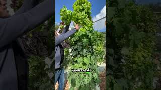 Hidroponia para todos cultivarencasa plantas cultivohidroponico cultivaencasa agriculture [upl. by Leviralc]