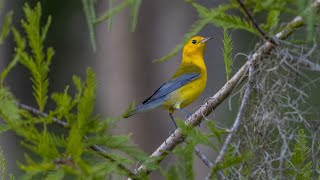 Prothonotary Warbler Sony A1Sony Alpha1 4k Frame Animation [upl. by Oiliduab838]